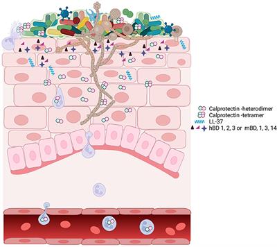 Antimicrobial peptides: Defending the mucosal epithelial barrier